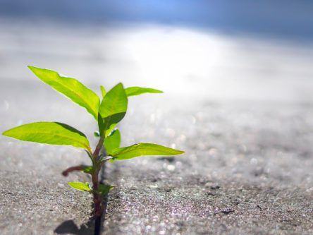 Ireland’s share of workers with green skills is rising, says IDA