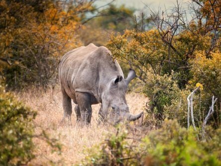 A ‘cool’ way to protect endangered species