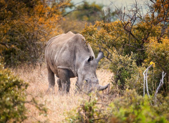 A male white rhino with his head down in the South African bush.