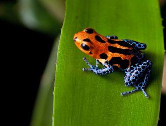 Biodiversity loss is more serious than previously thought, Belfast study finds
