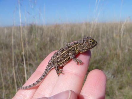 Reptile (re)discovered: Australians spot species thought to be extinct