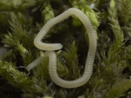Metropolitan millipede: New species of arthropod found in LA